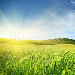 Meadow of wheat.