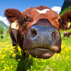 Norwegian cow