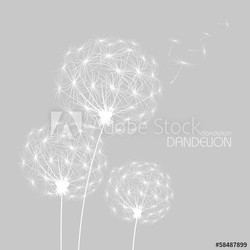 Abstract background with  flower dandelion