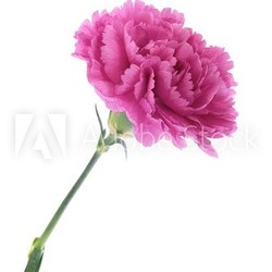 Pink carnations
