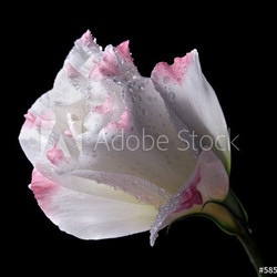 Eustoma flower, isolated on black