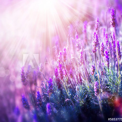 Lavender