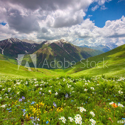 Fields of flowers in the mountains. Georgia, Svaneti.