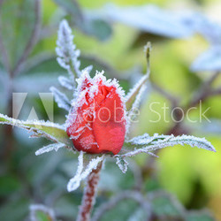 Rose im Winter