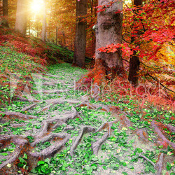 Beautiful autumn forest landscape
