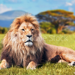 Big lion lying on savannah grass. Kenya, Africa