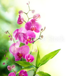 beautyful orchid and bamboo for border spa
