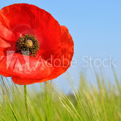 red poppy growing in wheat field