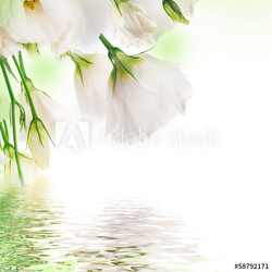 Bouquet of pink roses and butterfly, floral background