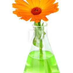Flower in test-tube isolated on white