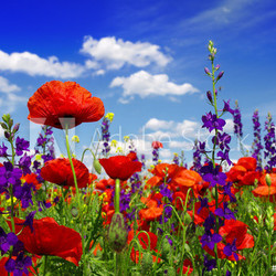 Summer wildflowers and clouds