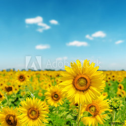 sunny day on field with sunflowers
