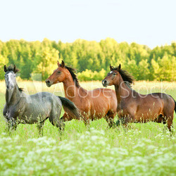 Three horse running trot at flower field in summer