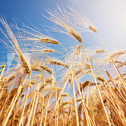 Reifes Getreide unter blauem Himmel