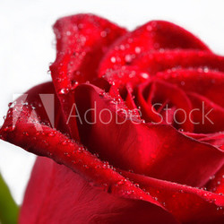 Macro of  red rose with water droplets.