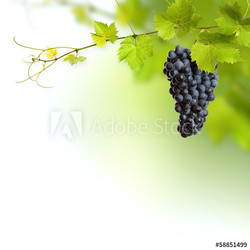 Bunch of green vine leaves