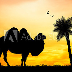 Dromedary in the desert