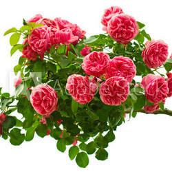 Rose isolated