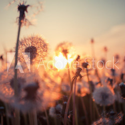Real field and dandelion at sunset