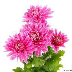 Pink autumn chrysanthemum isolated on white