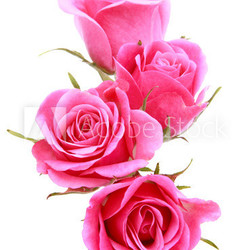 Pink rose flower bouquet isolated on white background cutout