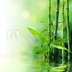 bamboo stalks on water - blurs