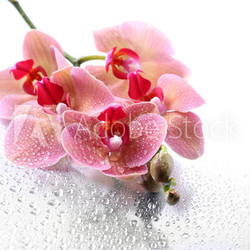 Pink beautiful orchids with drops