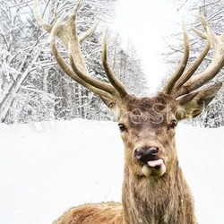 Deer with beautiful big horns on a winter country road