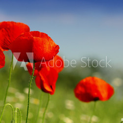 poppy field