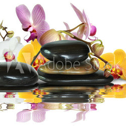 Orchideen 90