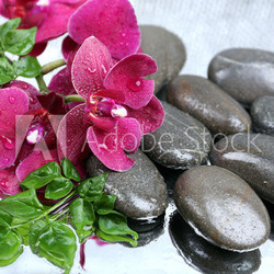 Composition with beautiful blooming orchid with water drops and