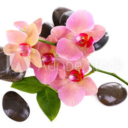 Composition with beautiful blooming orchid with water drops and