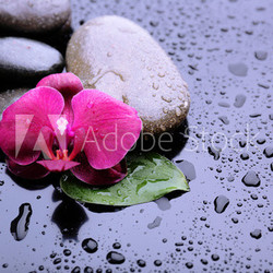 Composition with beautiful blooming orchid with water drops and