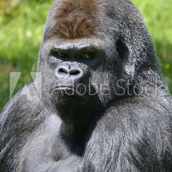 Portrait male western lowland gorilla (Gorilla gorilla)