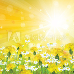 Vector sunshine background with yellow chamomiles and dandelions