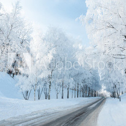Weiße Pferde im Schnee