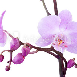 branch of pink orchid