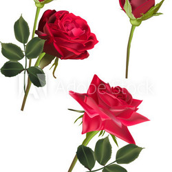 three dark red roses isolated on white