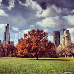 central park tree