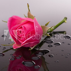 rose flower with reflection on dark surface still life