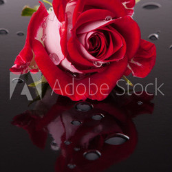 rose flower with reflection on dark surface still life