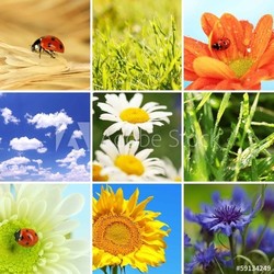 Collage of beautiful nature