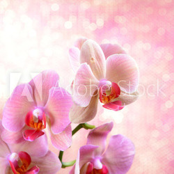 Beautiful blooming orchid  on light color background