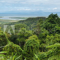 Daintree National Park, Cape Tribulation, Australia