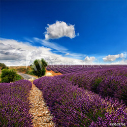 lavender field