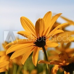gelbe Sommerblume