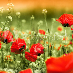 poppy field