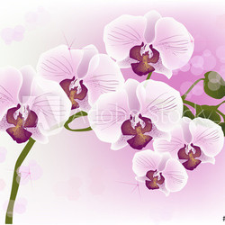 pink orchids with dark centers on light background