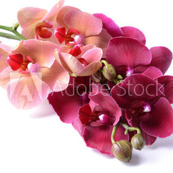 Beautiful blooming orchid isolated on white