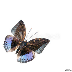 Blauer Schmetterling – Archduke
